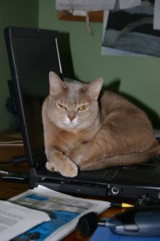 Sesame sitting on the keyboard